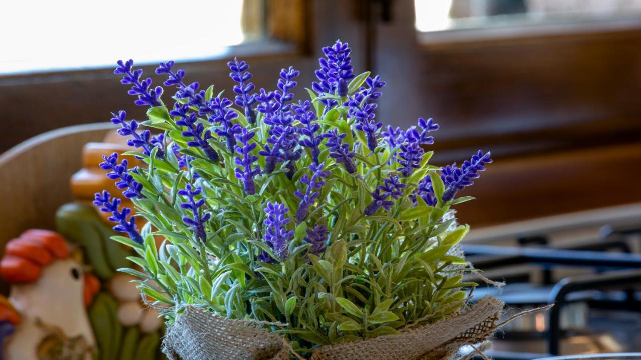 Il Cottage Di Patrizia Lucca Eksteriør bilde